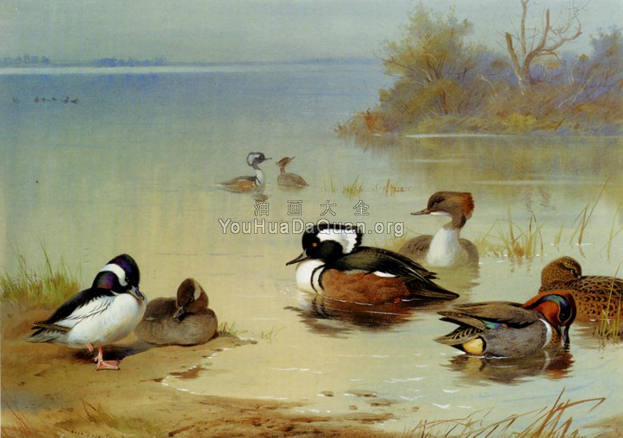 Buffel Headed Duck American Green Winged Teal And Hooded Merganser - 阿奇博尔德·索伯恩